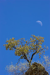 Image showing African landscape