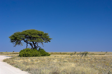 Image showing African landscape