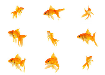 Image showing Set of gold fishes