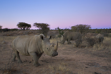 Image showing White rhinoceros