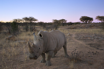 Image showing White rhinoceros