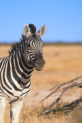 Image showing Portrait of a zebra