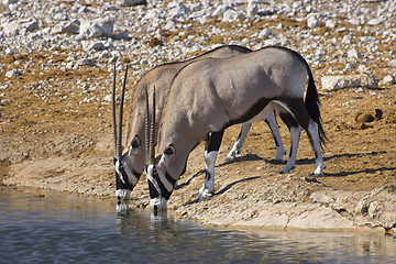 Image showing Pair of oryx drinking.