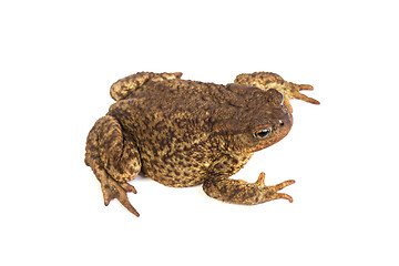 Image showing Forest toad. Green frog