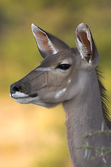 Image showing Portrait of a kudu