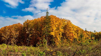 Image showing Autumn forest panorama