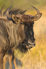 Image showing Portrait of a gnu