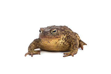 Image showing Forest toad. Green frog