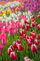 Image showing Multicolored flower  tulip field in Holland