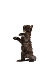 Image showing Cute black kitten on  a white background