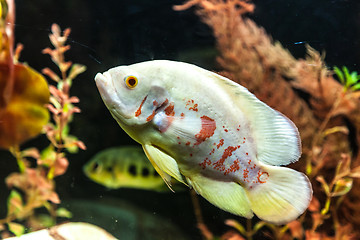 Image showing Ttropical freshwater aquarium with fishes