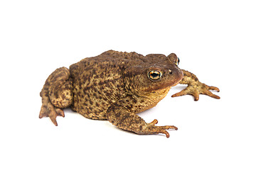 Image showing Forest toad. Green frog