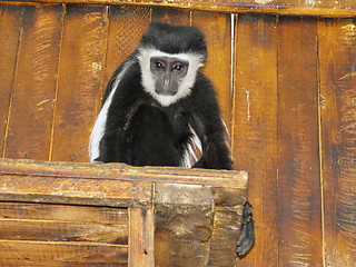 Image showing Black-fnd-white colobus