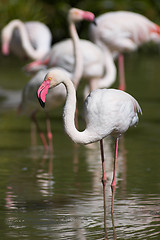 Image showing Flamingos in a pond