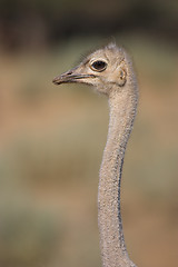 Image showing Portrait of an ostrich