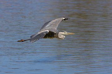 Image showing Gray heron in flight