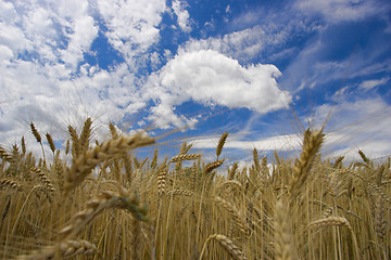 Image showing Field against a blue sky