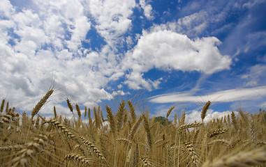 Image showing Field against a blue sky