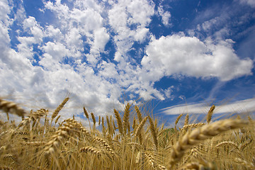Image showing Field against a blue sky