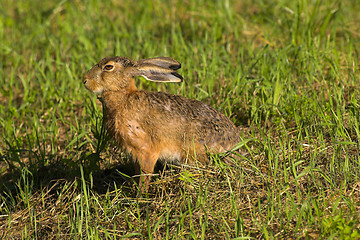 Image showing Running hare