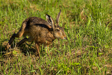Image showing Running hare
