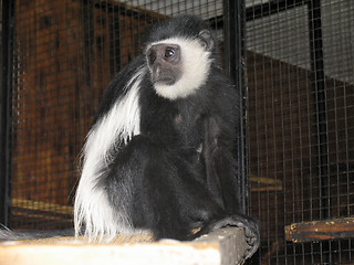 Image showing Black-fnd-white colobus