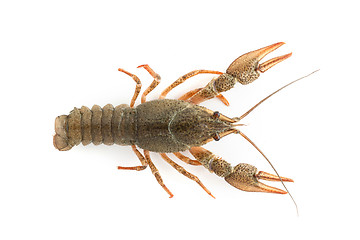 Image showing River raw crayfish