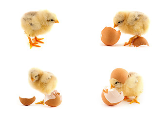 Image showing The set of yellow small chicks with egg