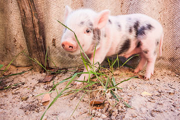 Image showing Close-up of a cute muddy piglet running around outdoors on the f