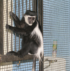 Image showing Black-fnd-white colobus