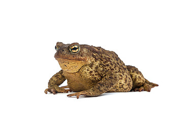 Image showing Forest toad. Green frog