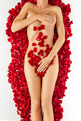 Image showing Part of the naked beautiful suntanned female body in petals of s