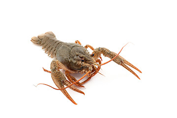 Image showing River raw crayfish