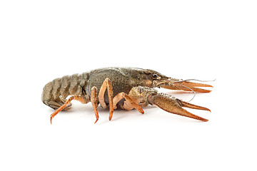 Image showing River raw crayfish