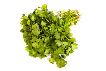 Image showing Parsley tied in a bunch with twine isolated