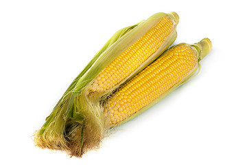 Image showing Fresh uncooked corn on the cob