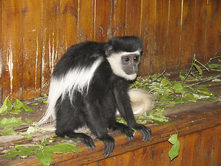 Image showing Black-fnd-white colobus