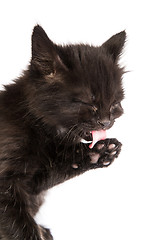 Image showing Cute black kitten on  a white background