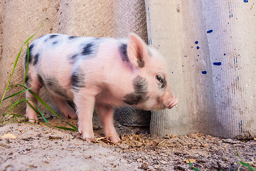 Image showing Close-up of a cute muddy piglet running around outdoors on the f