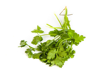 Image showing Parsley tied in a bunch with twine isolated