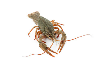 Image showing River raw crayfish