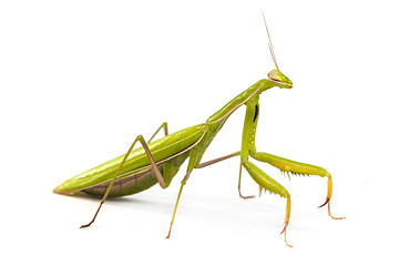 Image showing Mantis isolated on a white background