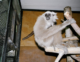 Image showing Gray gibbon