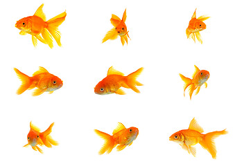 Image showing Set of gold fishes