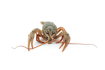 Image showing River raw crayfish