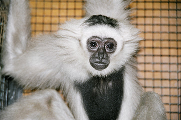 Image showing Gray gibbon