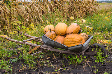 Image showing Pumpkins on a wheelbarrow.