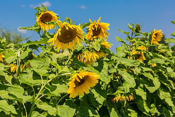 Image showing sun flowers field in Ukraine sunflowers