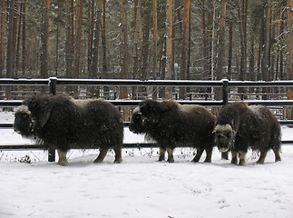 Image showing Musk-ox