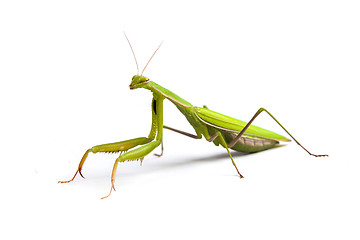 Image showing Mantis isolated on a white background